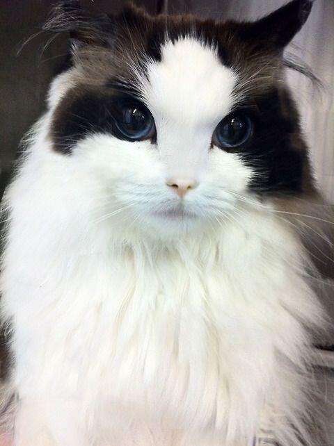 超美猫ちゃん(*´ω｀*)
