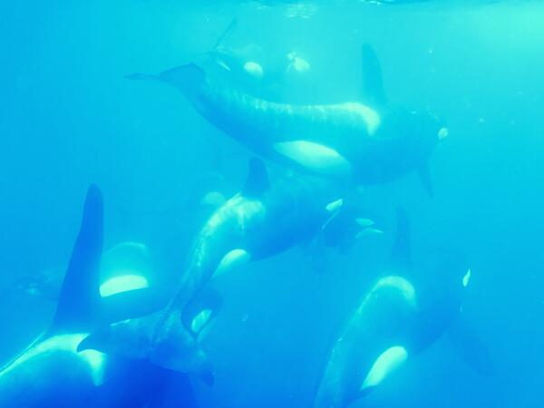 Orca visit the #PoorKnightsIslands today with <a href="/OrcaIngrid/">Dr Ingrid N. Visser (PhD)</a> and <a href="/DiveTutukaka/">Dive! Tutukaka</a> #Magic <a href="/PureNewZealand/">New Zealand 🇳🇿</a>