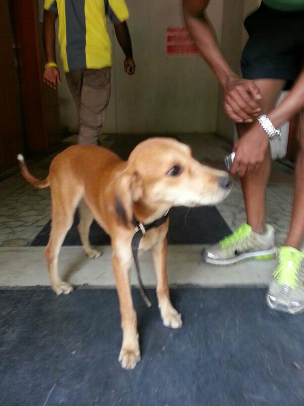 sidneyssladen's tweet photo. anyone lost a puppy in alwarpet>>> brown with dark ears> spotted at the score gym building in alwarpet TTK road http://t.co/SlSyEyPJet