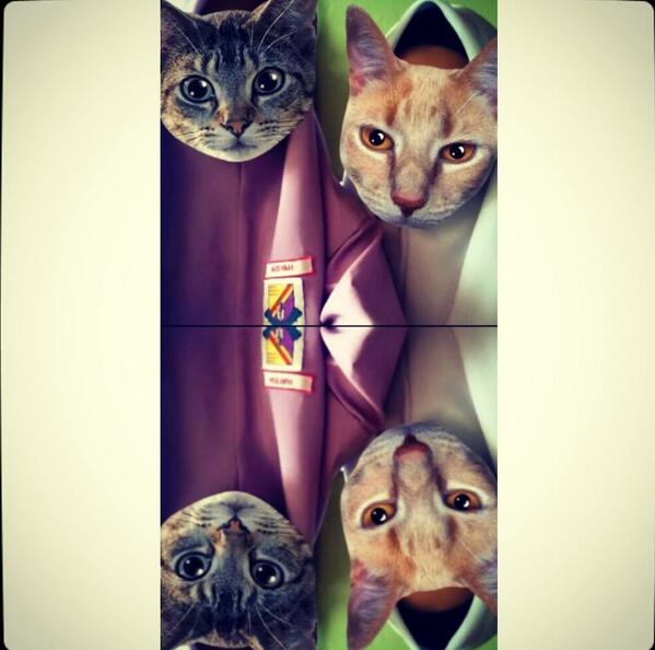 Me_Nanaaaa's tweet photo. #catwang http://t.co/wZumiARuvD