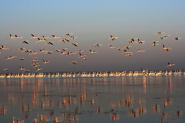 TravelAddA's tweet image. Nal Sarovar Bird Sanctuary, #Ahmedabad, Gujarat, India