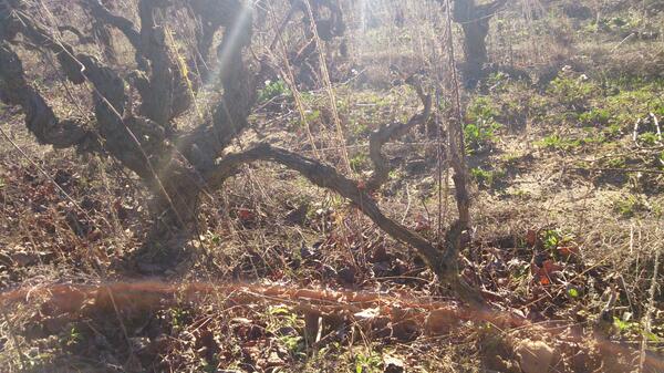 ToniCarb's tweet photo. Un capficat http://t.co/SSNQ7EOlCX