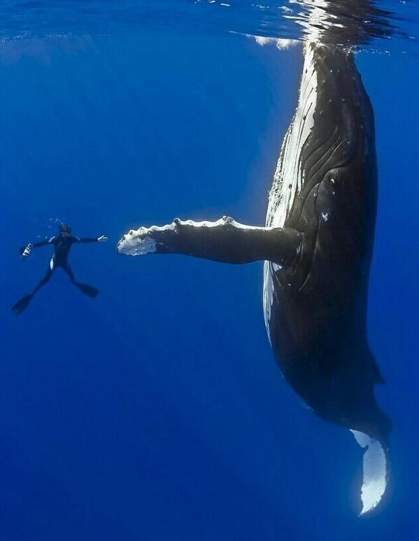 PIanetPix's tweet image. Hello, I am a giant whale pleased to meet you.
