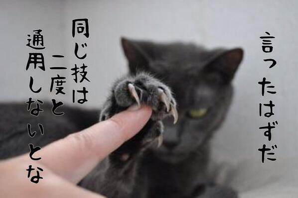 catlover tweet media