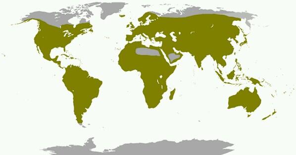 Amazing Maps On Twitter Where Pigeons Can Be Found Around The World Http T Co Hr54nvcwhm