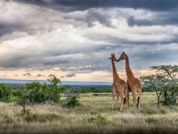 garyplayer's tweet image. Only in Africa...