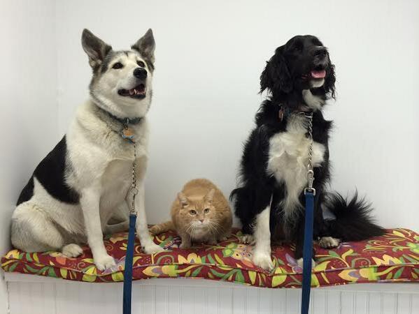 DanHouseVT's tweet image. Who said a trip to the vet wasn't fun.  Mike, Sandy and Sasha