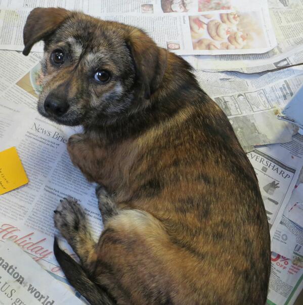 PUP Minnesota tweet media