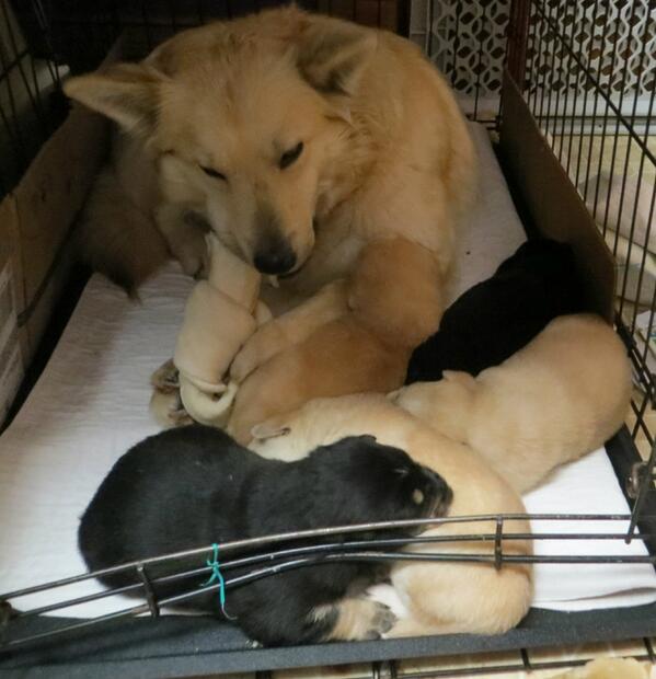 PUP Minnesota tweet media