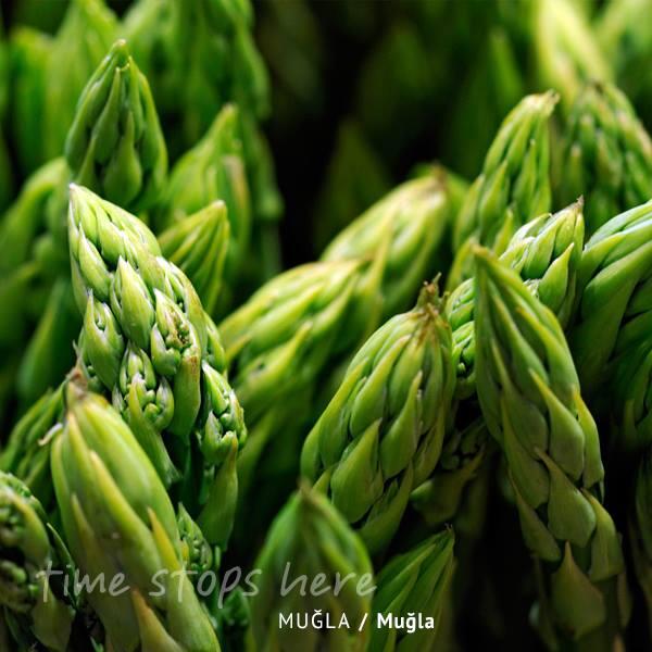timestopsmugla's tweet photo. Türkiye’de #kuşkonmaz'ın tamamı sadece Muğla’da yetişir. | http://t.co/Bq9wPwhpo2 #mugla #timestopshere http://t.co/rlQOFi6YeI
