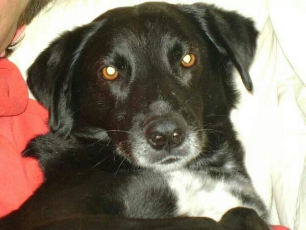 caromfontana's tweet photo. El 24 se perdio benito asustado por los cohetes zona cañuelasbpor favor RT 1551750924 @chinasuarez @paulitachaves http://t.co/pElgXMGNzE