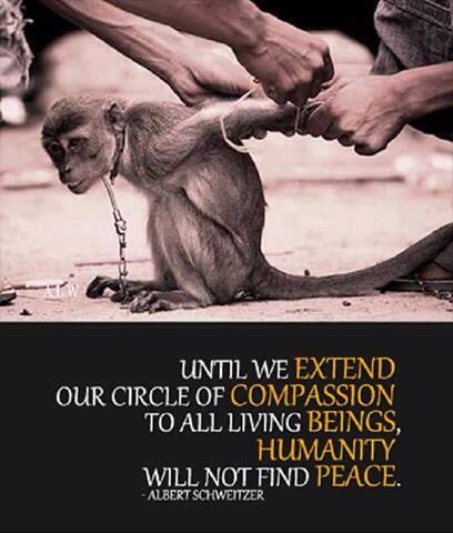 Vegan_Elu's tweet photo. Compassion is the key! #goVegan #animalRights #mercy4Animals #noAnimalAbuse #factoryFarmingFail #circus #Animals http://t.co/5AszYstSTO