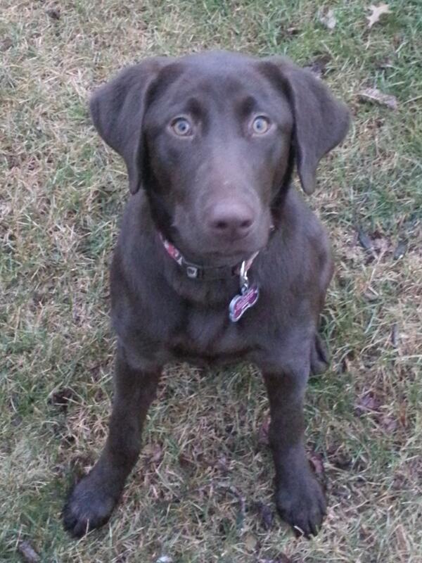 mfrisina79's tweet photo. @JonesWL25 @sportingdogtv @JeffFullerSDATV  @lilmissj9 Stella's mom. Almost 7 months old http://t.co/YLV7eH6yrb