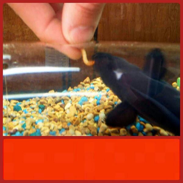 worms4me's tweet image. الدود  يحتوي على بروتين عالى وعلى فيتامينات واحماض وغيرها من المواد المغذية