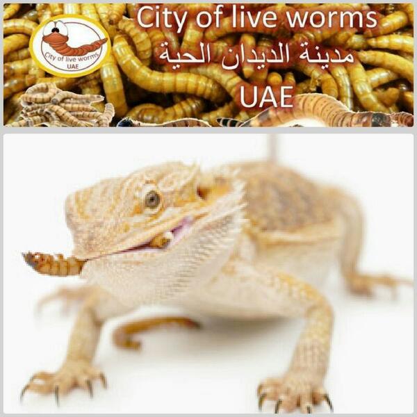 worms4me's tweet image. للبيع ديدان حية - الإمارات العربية المتحدة لدينا أفضل انواع الديدان الحية