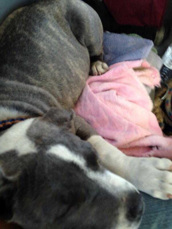 Dreamsof_Gold's tweet photo. Lil pup sleeping away on the KC trip http://t.co/NX0BOEjXp6