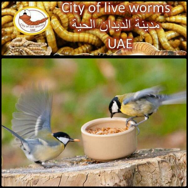 worms4me's tweet image. 