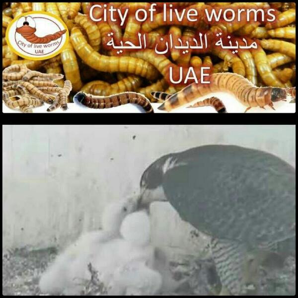 worms4me's tweet image. لطلب وللاستفسار و التواصل عبر:
واتساب: 00971501887661
ايميل: wormuae@gmail.com