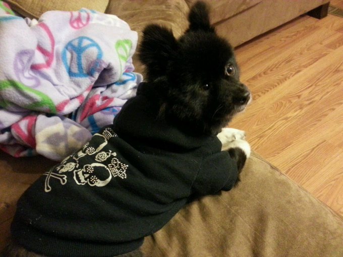 Krissy Madison - My puppy Winnie! Shes my gaming buddy... #420 time & some Black Ops II on the ps3! http://t.co/KFJ9dGi0Iu