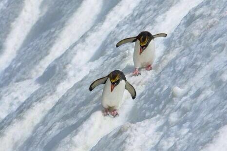 PenguinADay's tweet photo. Sorry for the delay...we hit the slopes for a little pengcation. http://t.co/PBja8Voo15