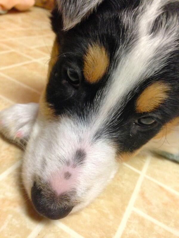 PUP Minnesota tweet media