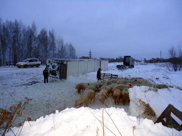В Томской области автопоезд со 180 свиньями опрокинулся в кювет: хрюшки и водитель остались целы - фото 3