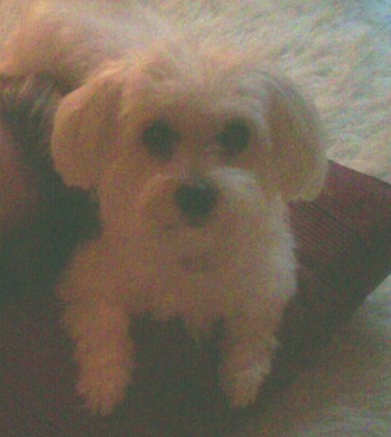 UK Lost Dogs tweet media