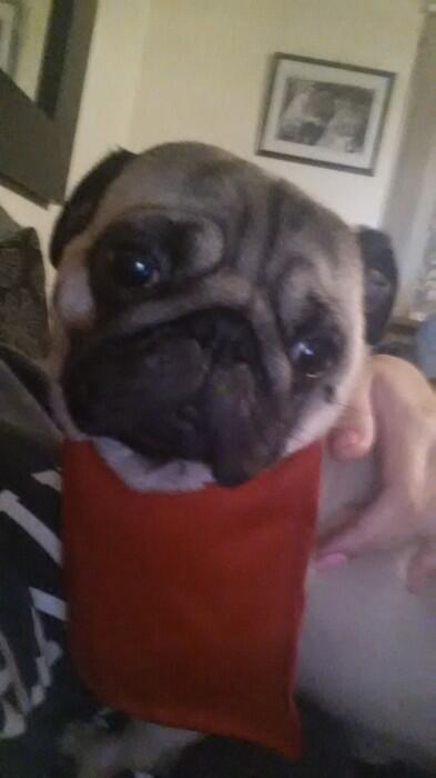 UK Lost Dogs tweet media