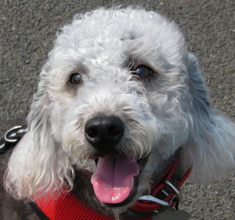 UK Lost Dogs tweet media