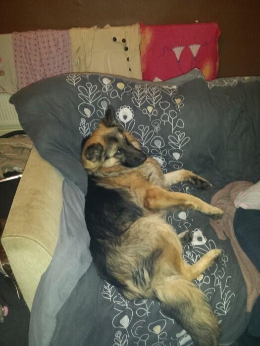 UK Lost Dogs tweet media