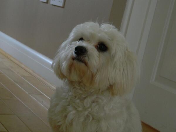 UK Lost Dogs tweet media