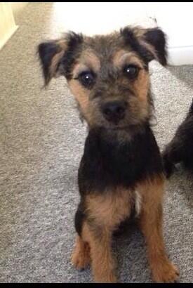 UK Lost Dogs tweet media