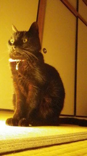 catlover tweet media