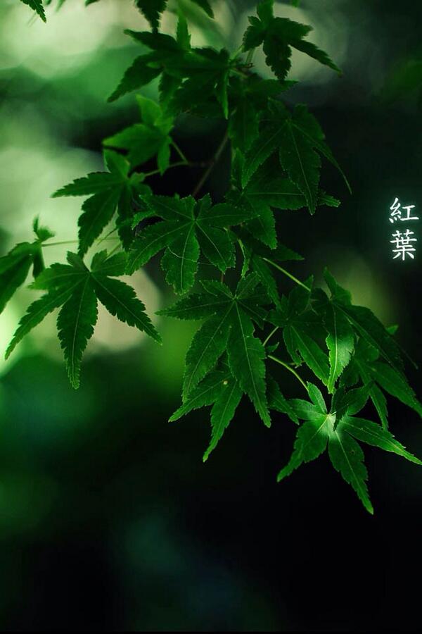 красивый зеленый цвет. фон растения. красивые зеленые растения. обои на телефон зеленый фон вертикальные. салатовый фон.