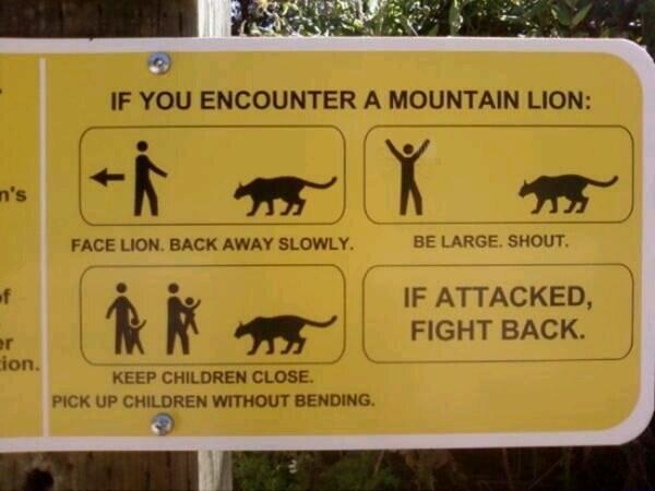 wowthatsbad's tweet photo. This is bad if your reading this. #wowthatsbad #Lion http://t.co/Bewi6cII9g