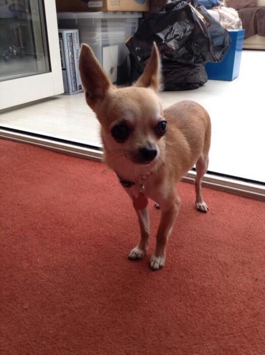 UK Lost Dogs tweet media