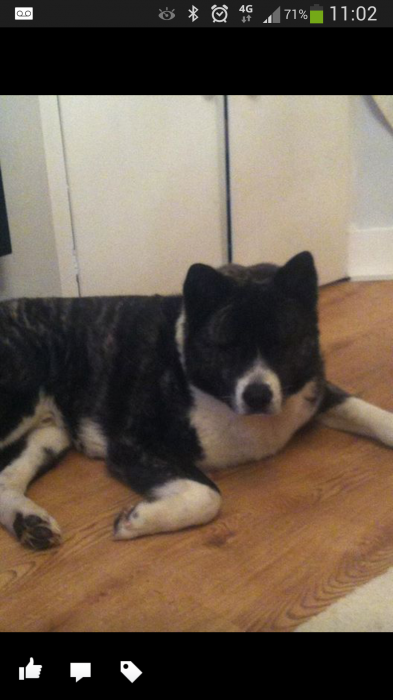 UK Lost Dogs tweet media