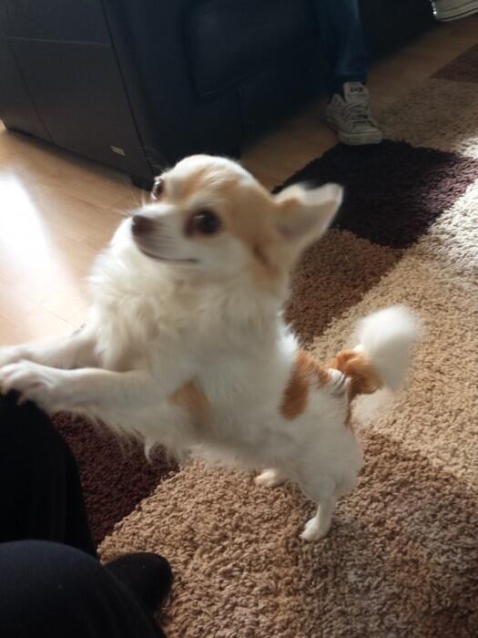 UK Lost Dogs tweet media