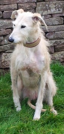 UK Lost Dogs tweet media