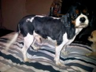 UK Lost Dogs tweet media