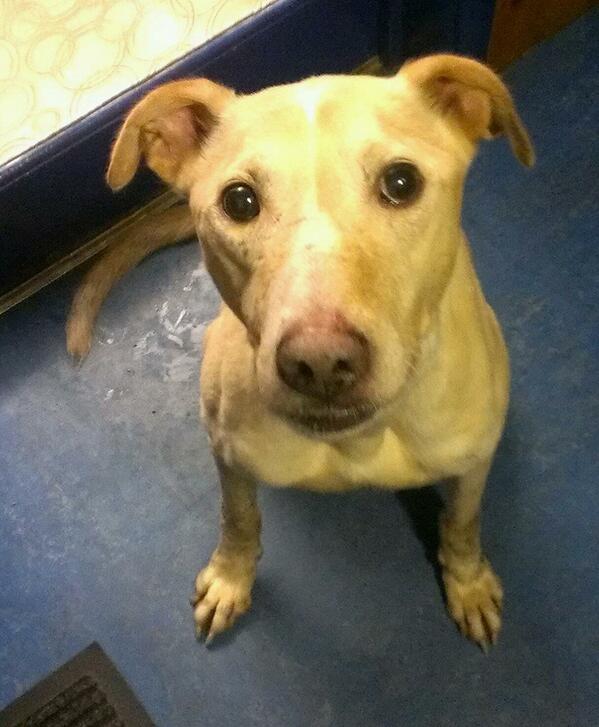 UK Lost Dogs tweet media