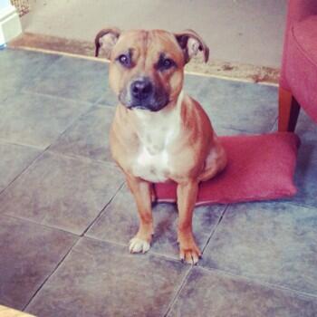 UK Lost Dogs tweet media