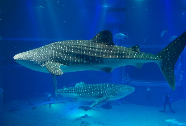 japankeshiki's tweet photo. 世界最大級の水族館「海遊館」 http://t.co/r5tRCnPdys

この記事はこちら: http://t.co/QmsidfCMMT