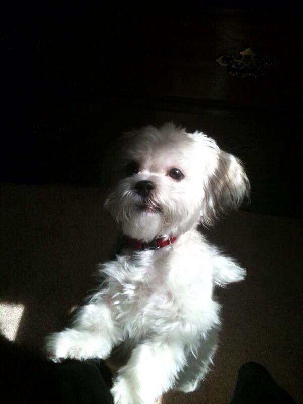 1swan365's tweet photo. My little buddy Mr. Mal-Shi http://t.co/sRMmDqxkap