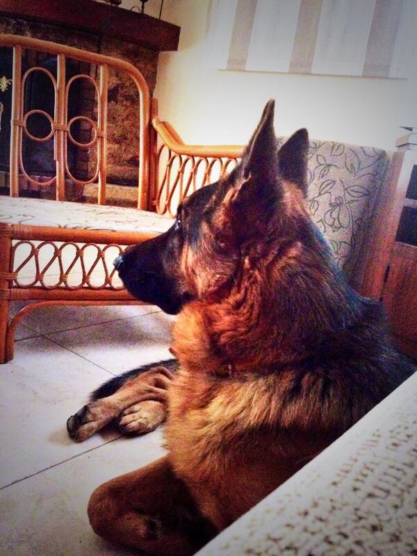 mariiaa91's tweet photo. El guardián de mis siestas 😴🐾 http://t.co/0A6cMxpe4x
