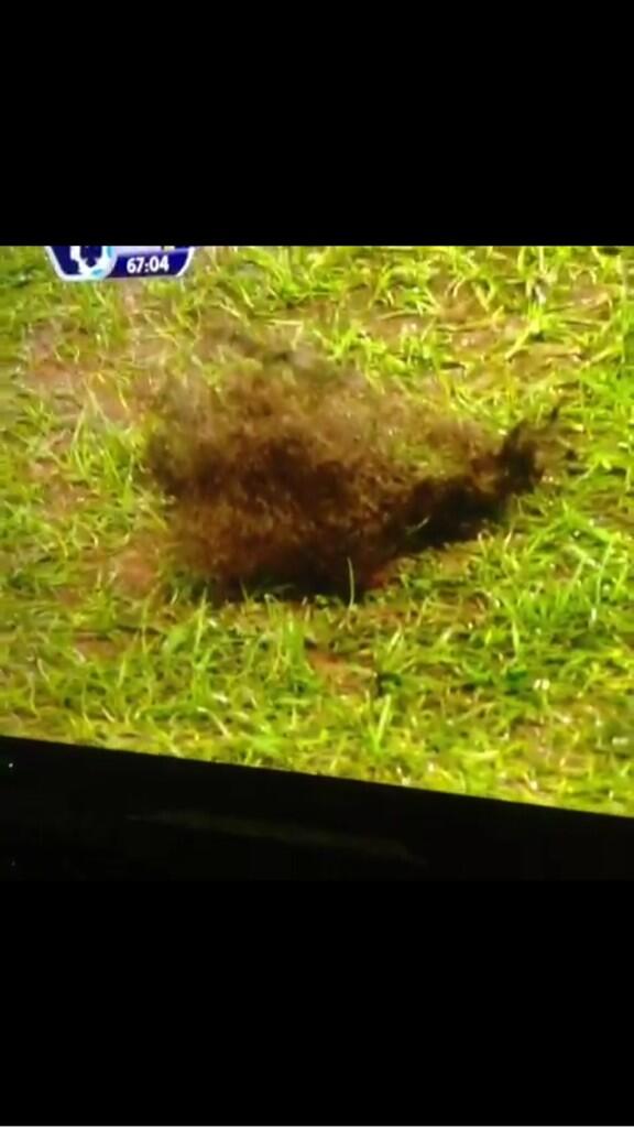 DanMorgan2's tweet photo. @Swan @advintage83 @markyd_86 @aphollingworth @pike6686 @liammurphy1664 @dwainford #shamehecouldntcutitatspurs http://t.co/LYjYtHW8J0