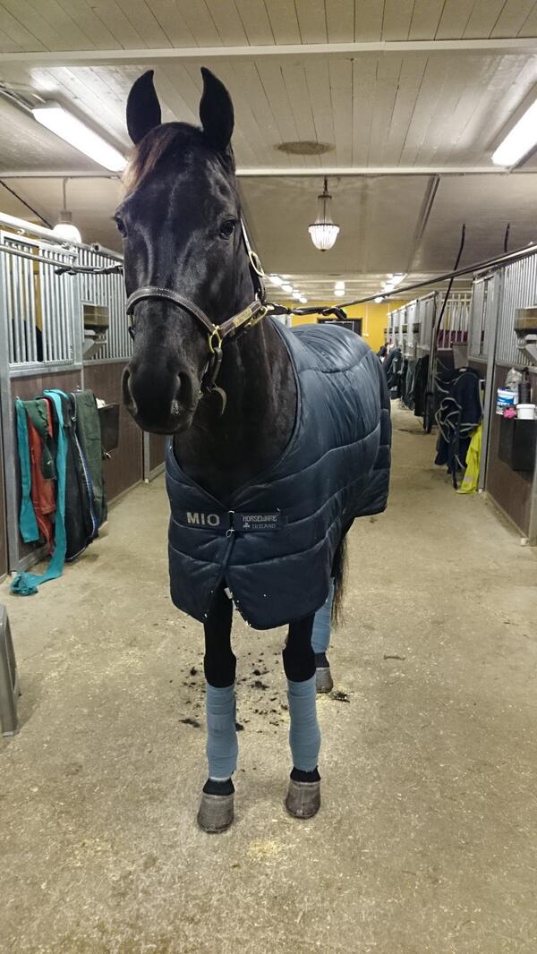 SandraEriksson_'s tweet image. Åge Hornline gör debut på isbana imorgon. #spännande #trav