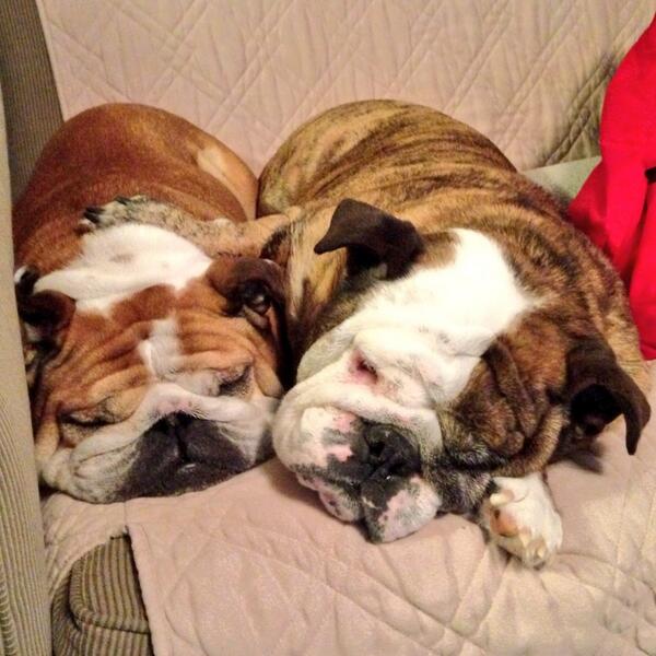 PORTERHOUSE tweet media