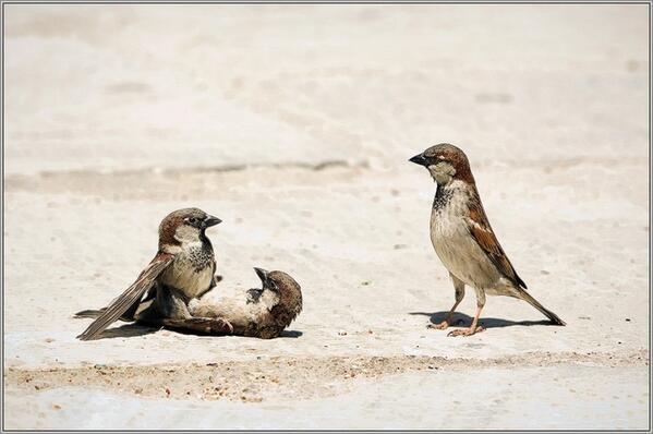 キュン死に動物画像 浮気現場を目撃 T Co 8kqnavwz7m Twitter