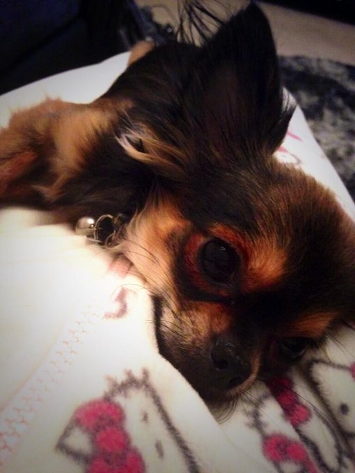 Bless him. He knows when mummy needs love &amp; cuddles! ❤️🐶 http://t.co/8XVZiKCtF1<a href="/tag/chihuahua"class="tags"><span>#chihuahua</span></a><a href="/tag/onesielove"class="tags"><span>#onesielove</span></a>